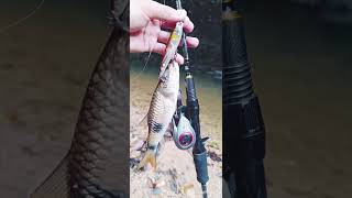 Zerek Skittish Dog amp Rapala Walkn Roll [upl. by Notsew426]