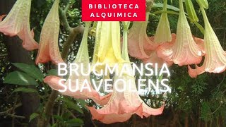 TROMBETA DE ANJO  BRUGMANSIA SUAVEOLENS ESCOPOLAMINA USOS E EFEITOS PSICOTROPICOS [upl. by Solotsopa]