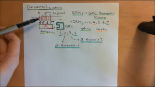 Cyclic AMP Signalling Part 11 [upl. by Schramke631]