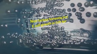 Nonlactose fermenting Escherichia coli growth on CLED Agar [upl. by Dleifxam]