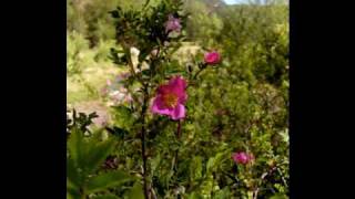 MacDowell Woodland Sketches To a Wild Rose [upl. by Whallon953]