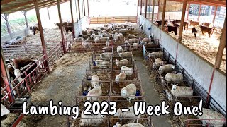 Lambing 2023  Week one [upl. by Amyas159]