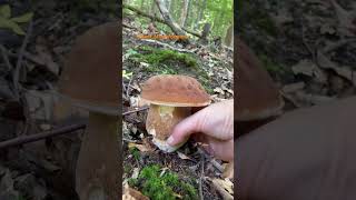 Boletus ReticulatusJuly 2024 asmr asmrmushrooms fungi boletus porchini mushroomhunting [upl. by Esdnil930]