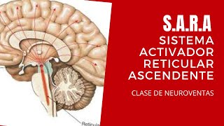 Parte de la clase de Neuroventas SARA  Sistema Activador Reticular Ascendente [upl. by Eniawtna]