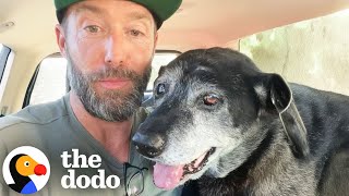 The Happiest Dog Rescue Stories  The Dodo [upl. by Lotsirb]