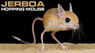 JERBOA  Hopping Desert Rodent Cute But Deadly [upl. by Elamor]