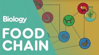 Food Chain  Ecology and Environment  Biology FuseSchool [upl. by Vento]