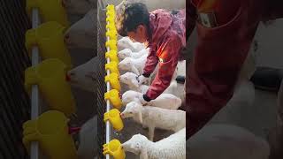 Artificial breastfeeding process of lambs Good tools and machinery can increase work efficiency [upl. by Earised]