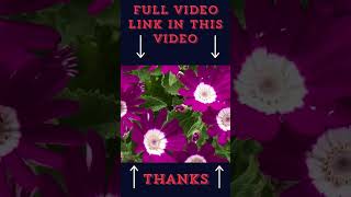 30 days🌹 Timelapse Must Watch Video Top Beautiful Flowers shorts viral trending 14 [upl. by Iek899]