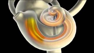 Inner Ear function  A brief summary [upl. by Jarvis]