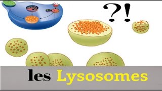 Lysosomes [upl. by Enale]