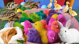 World Cute Chickens Colorful Chickens Rainbows Chickens Cute Ducks Cat Rabbits Cute Animals [upl. by Eniamrehs]