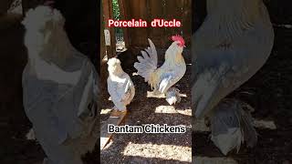 Bantam Chickens Porcelain dUccle chicken duccle bantamchickens [upl. by Einnad]