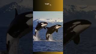 Top 10 Marine Animals That Use Echolocation for Survival [upl. by Aidyl]