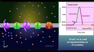 Système nerveuxPotentiel dactionpartie 1 [upl. by Avie]