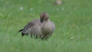 Pink Footed Goose Isle of man Canon 7D [upl. by Atlante]