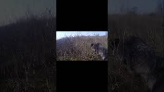 Deutsch Drahthaar Minna Hunting dog training  Pheasant [upl. by Mazel]