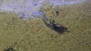 Tiger beetle larvae digging 2MOV [upl. by Aldin]