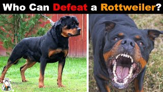 6 Dogs That Could Defeat a Rottweiler [upl. by Noyar]