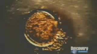 Discovery Channel O Guia Completo da Gravidez Parte 0105 [upl. by Ellicec417]