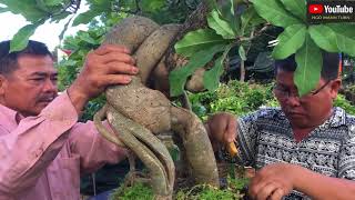 VIDEO THAY CHẬU CHO CÂY LỘC VỪNG BONSAI ĐẸP [upl. by Hueston]