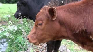 Breaking News Red Heifer Born [upl. by Ayna]