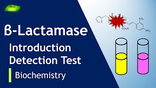 Betalactamases  Antibiotic Resistance  Infection  Enzymes  Basic Science Series [upl. by Esemaj133]