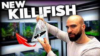 I GOT NEW KILLIFISH Betta Sorority amp Discus Aquarium  MD Fish Tanks [upl. by Hofmann]