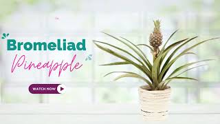 Bromeliad Pineapple Plant  Ananas Comosus  TinyLeaf [upl. by Frank]