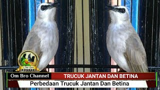 Perbedaan Trucuk Jantan Dan Betina [upl. by Anitnahs255]