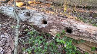 A little nature walk overnight at the cabin on the eve of my birthday [upl. by Peh]