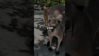 Magarmach or kangaaru ki dostibest story 🤗🤗🤗 story stockmarket short funnyvideos comment [upl. by Aivax]