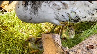 My peacock eggs finally hatched [upl. by Eelarbed]