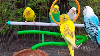 Budgie Sounds For Lonely Bird  Parakeets Sounds For Cats To Relax Them 💚🦜 [upl. by Devlen]