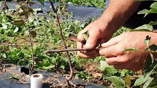 Cijepljenje okuliranje voćki na spavajući pup Wikinatura  Bud grafting of fruit tree [upl. by Eiba]