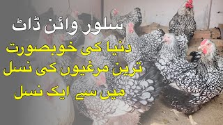 silver laced wyandotte hen farming [upl. by Amer132]