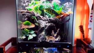 Crested Gecko Paludarium  Vivarium  Terrarium Update [upl. by Leake448]