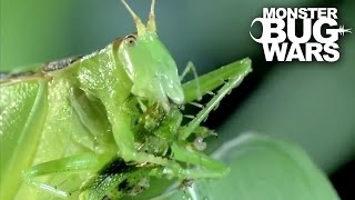 Predatory Katydid Vs Green Praying Mantis  MONSTER BUG WARS [upl. by Airdnaed]