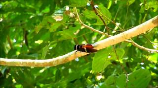 Indian Cicada [upl. by Leeban]