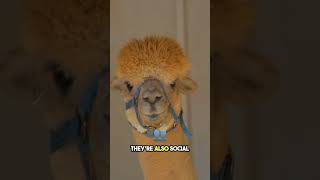 5 Cool Alpaca Facts You Didnt Know wildlife alpacalove cuteanimals [upl. by Gasperoni]