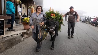 Alpabzug Bettmeralp 2022 [upl. by Lienet]