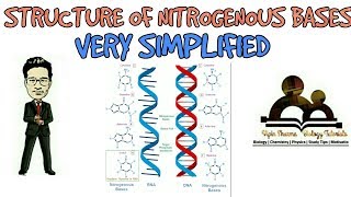 Simplified structure of nitrogenous bases l biomolecules l NCERT for NEET AIIMS and JIPMER [upl. by Kesley693]