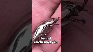 An Amazing Silver Chrome Beetle 🐛 [upl. by Hada847]