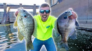 Fishing DAM For LOADS of GIANT BLUEGILL THOUSANDS [upl. by Yona237]