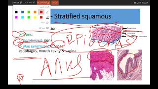 Epithelium tissue part 2 stratified epithelium [upl. by Socram]