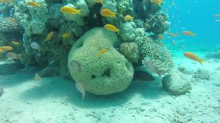 Israel Eilat Red sea coral reef freediving and snorkeling 08072017 [upl. by Nivlam]