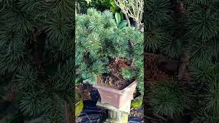 Japanese White Pine Bonsai Pinus Parviflora Hagoromo [upl. by Handy841]