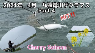 2021年4月 九頭竜川サクラマス Part 4Cherry Salmon  Kuzuryu River [upl. by Starks]