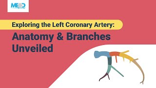 Exploring the Left Coronary Artery Anatomy amp Branches Unveiled [upl. by Inig299]