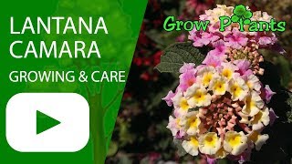 Lantana camara  growing amp care [upl. by Nawk]